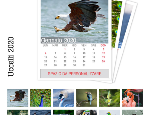 Calendario Uccelli